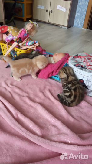 Шотландские котята