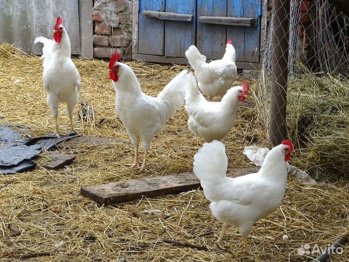 Куры Несушки, Бесплатная доставка