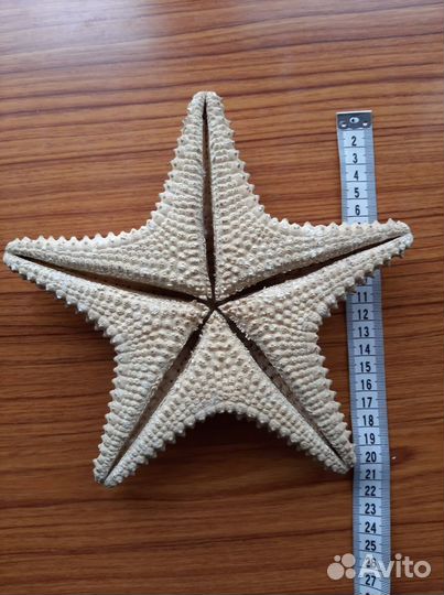 Морская звезда