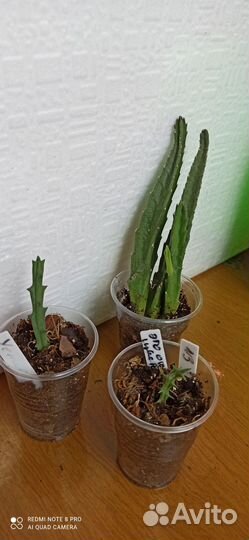 Стапелия.гуэрния орбея