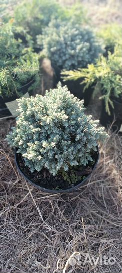 Декоративные и хвойные растения