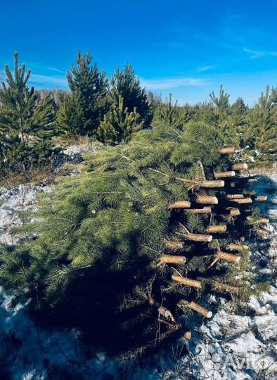 Сосна сентябрьская рождественская опт
