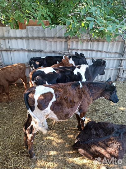 Бычки и телята