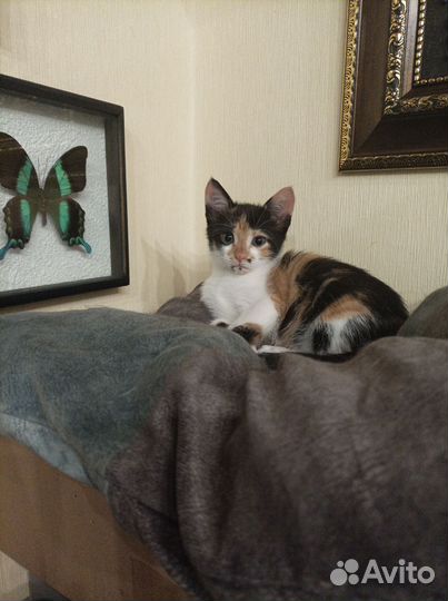 Кошка