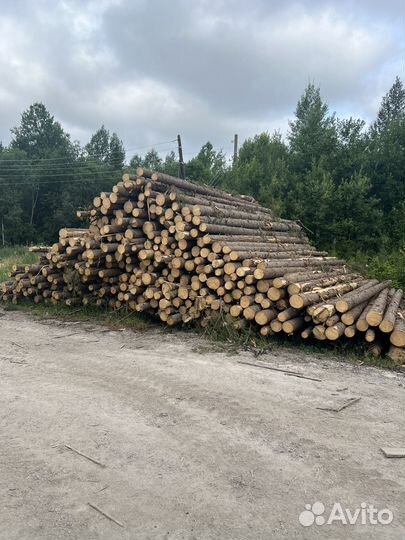 Пиловочник ель