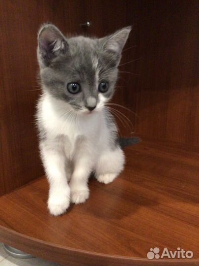 Котята бесплатно