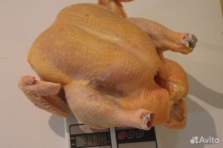 Домашнее мясо кур бройлеров