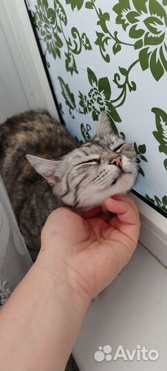 Кошка окрас вискас в добрые руки