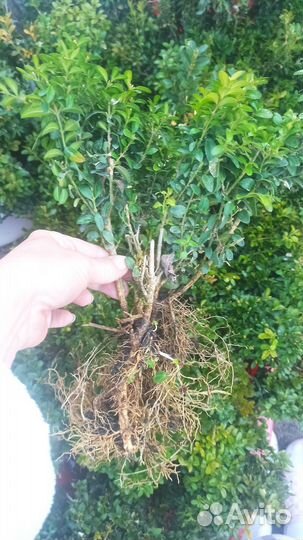 Самшит саженцы