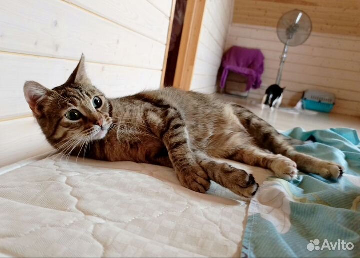 Кошка Марьяшка
