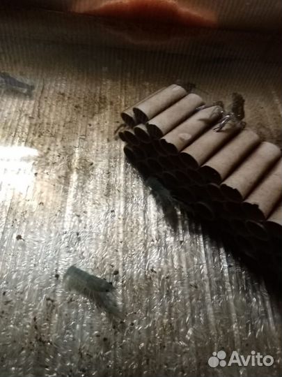 Малек австралийского рака