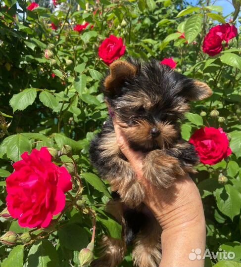 Красивые щеночки йорка