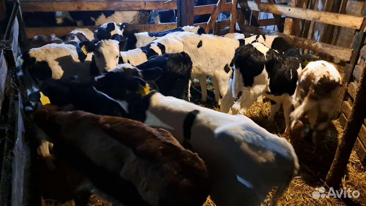 Телята бычки