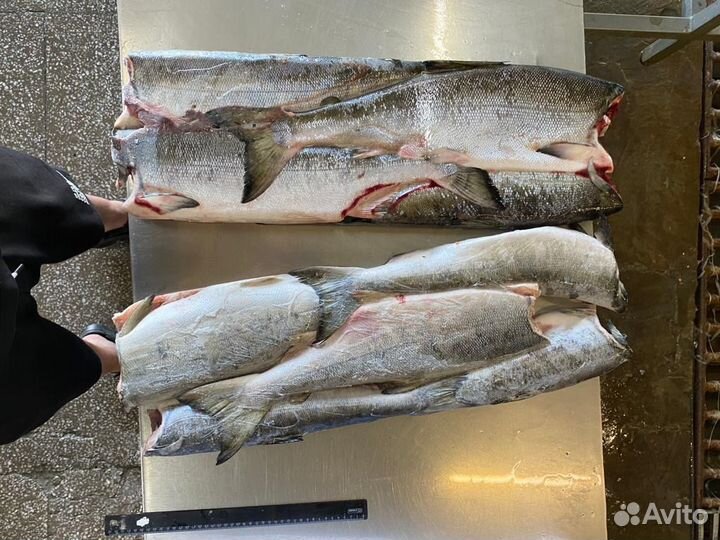 Кета свежемороженная оптом