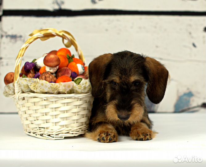 Таксенок мальчик