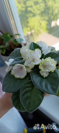 Сортовые фиалки