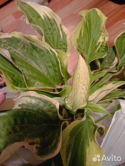 Хосты в наличии в городе