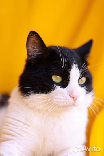 Кот Барон ищет Дом