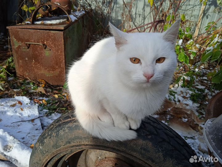 Кошка кот с доставкой