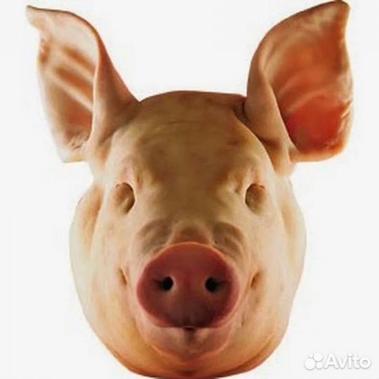 Головы свиные, ливер