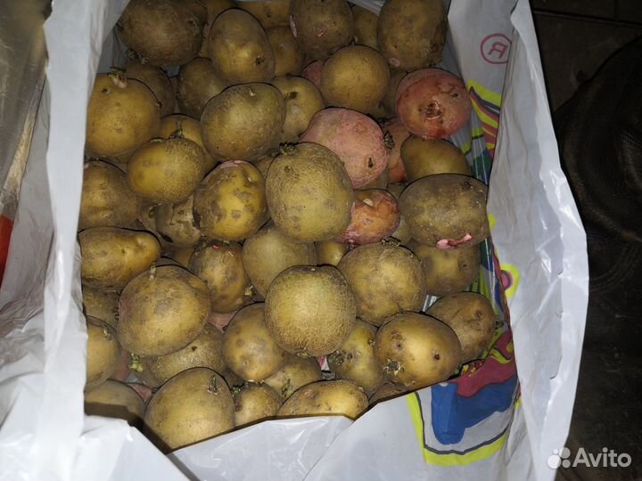 Картофель семенной