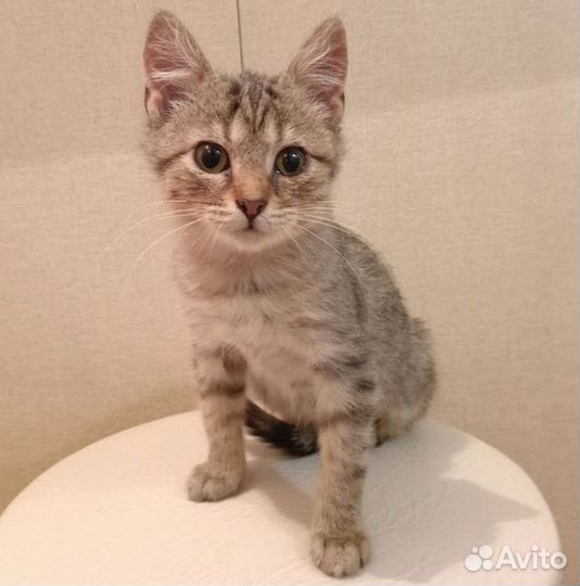 Кошечка ищет себе дом
