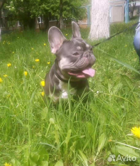 Лилак тан плюс Изабелла