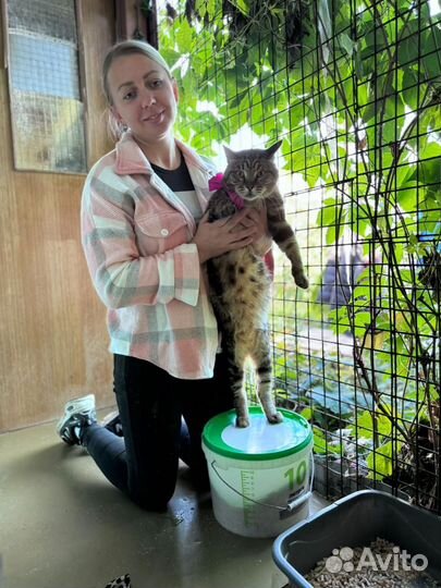 Добрый кот ищет дом