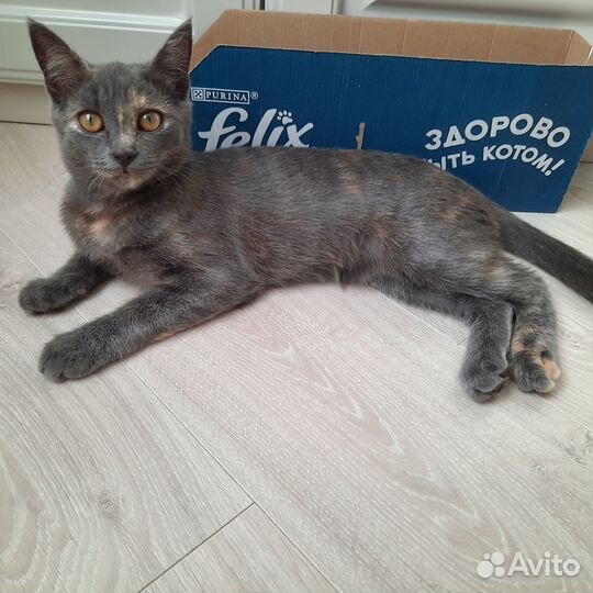 Котенок Моня в добрые руки