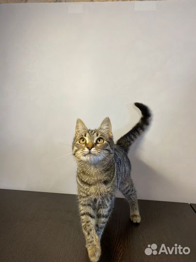 Маленький котёнок ждет семью