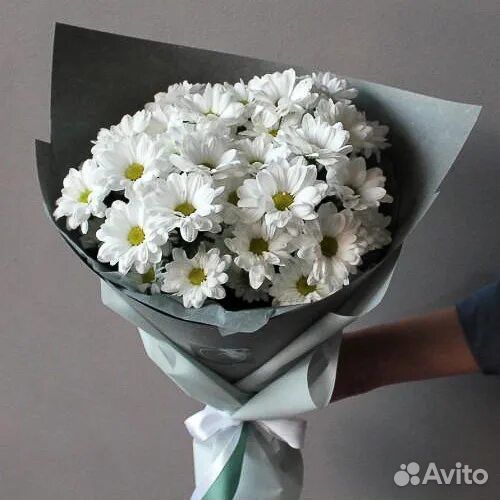 Хризантема кустовая
