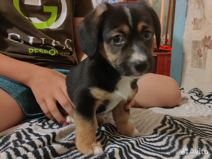 Щенята-девочки