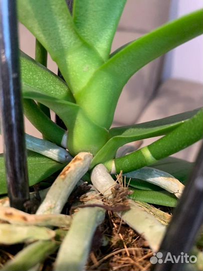 Фаленопсис Танго бабочка, пелор