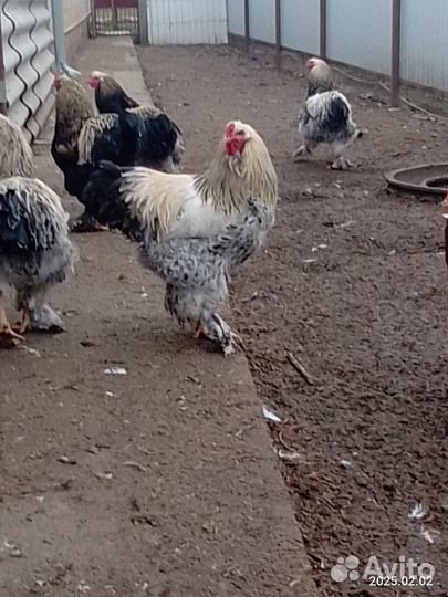 Петухи породы Брама