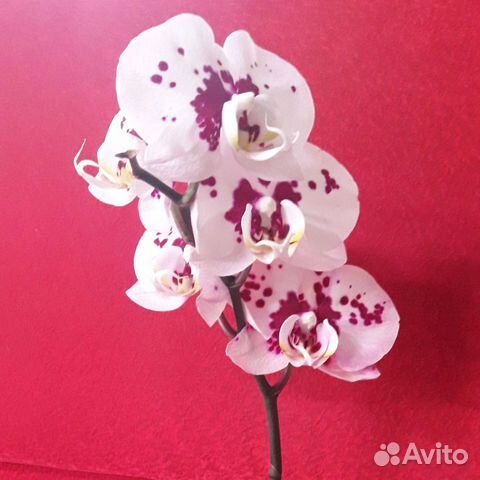 Орхидея фаленопсис Miki Spot "MK 96"