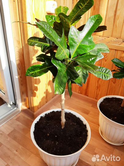 Кодиеум большой, туя, фиалки, кактусы