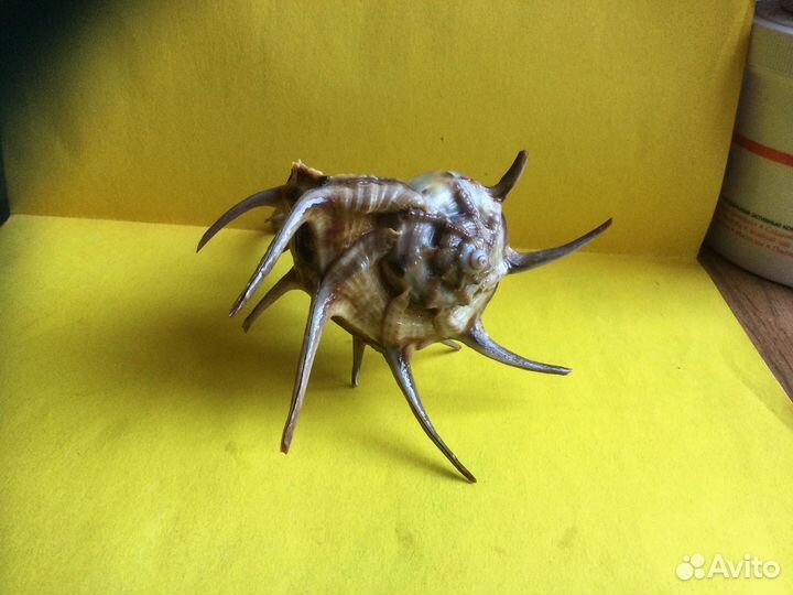 Морская раковина Murex (bolinus ) cornutus 155 мм