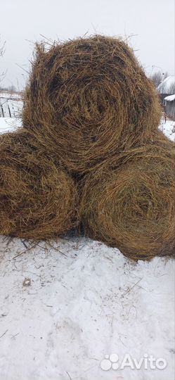 Продам сено в рулонах