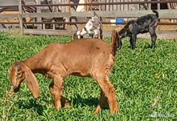 Англо нубийские козы