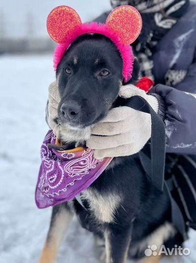 Собака из приюта в добрые руки