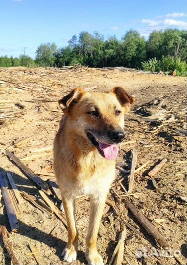 Кузя ищет дом