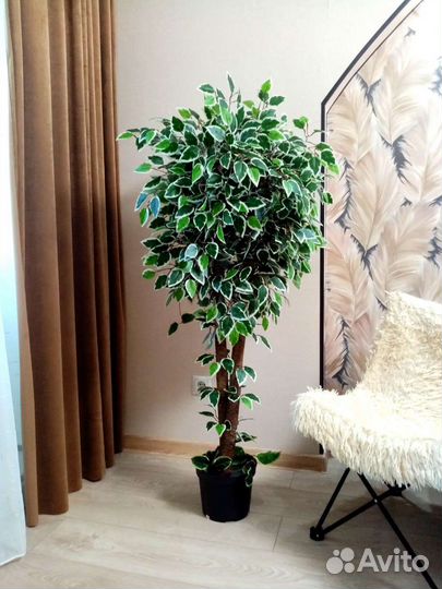 Фикус бенджамина пестролистный