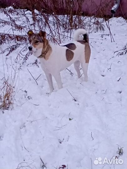 Луна собака компаньон