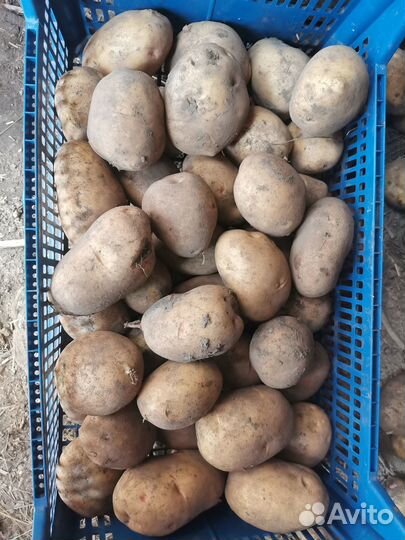 Картофель Уника на семена