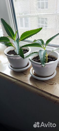 Каланхоэ лечебный