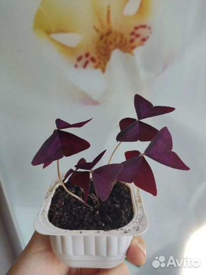 Отросток кислицы оксалис