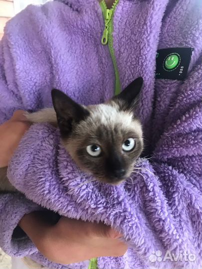 Сиамская кошечка