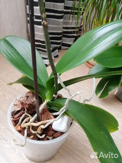 Орхидея фаленопсис