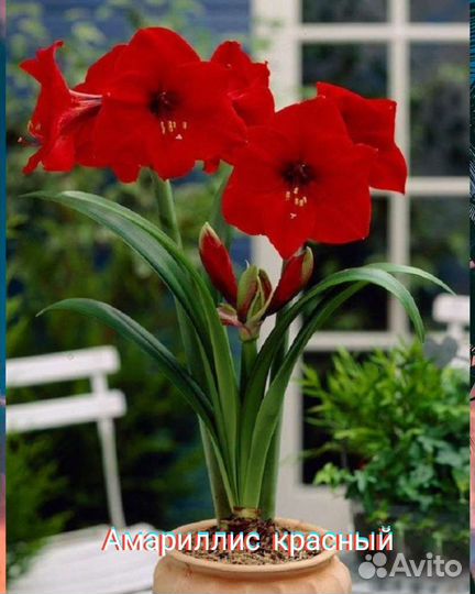 Красиво цветущие комнатные цветы