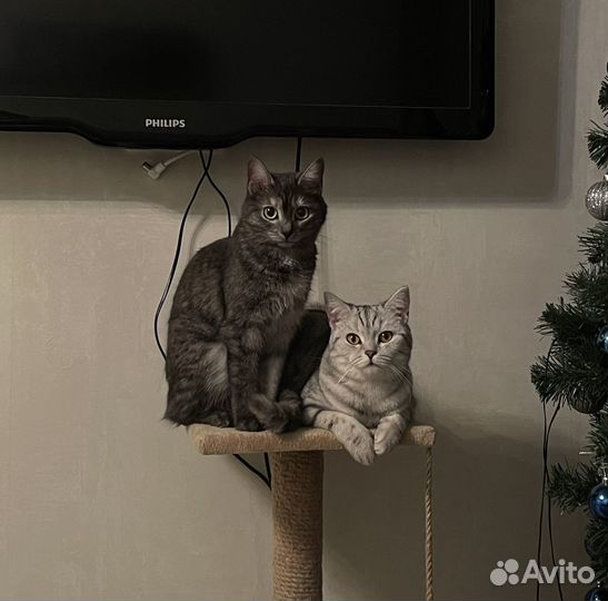 Отдаю кошек